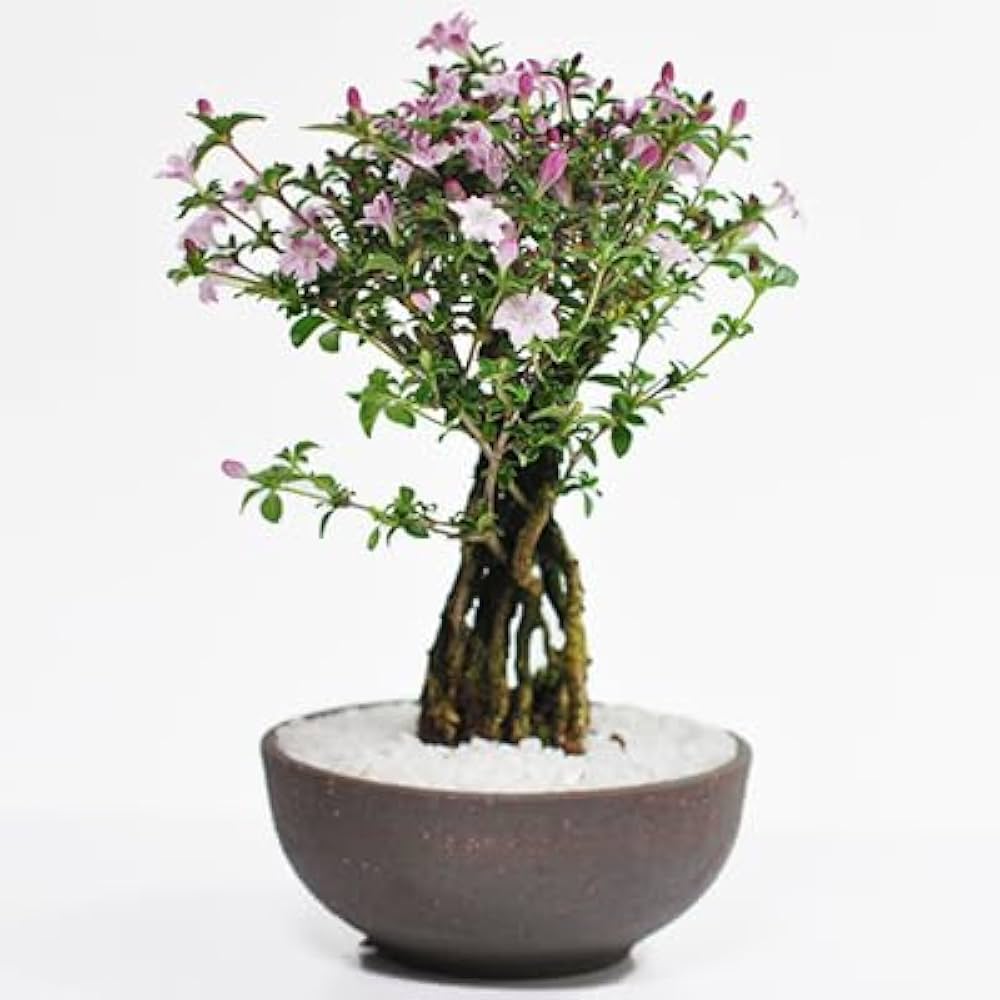 Amazon.co.jp: 盆栽妙 根上がり 香丁木(コウチョウギ) : DIY