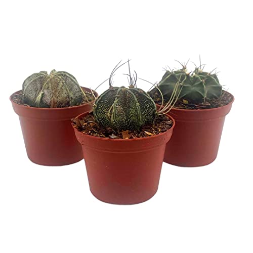 Rare Gymnocalycium, Moon Cactus Assortment, Goat's Horn, Bishop's Cap, Set Of 3 In 3 Inch Pots, Very Limited Chin Cacti #TOP22