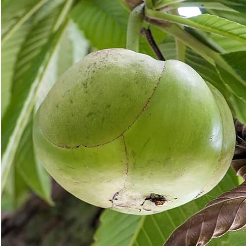 Image of All-Time 12 Months Hybrid GRAFTED Live Fruit Plant Original & Authentic Organic Tree for Outdoor Fast-Growing Fruit Plant Home Gardens Pack Of-1 (Elephant Apple /Chalta, Medium)