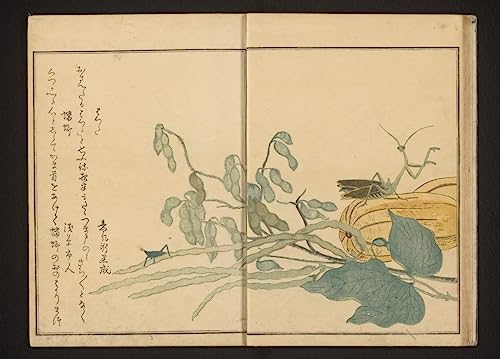 Affiche portrait de femme Kitagawa Utamaro pour habiller un grand mur vide de salon 60x90