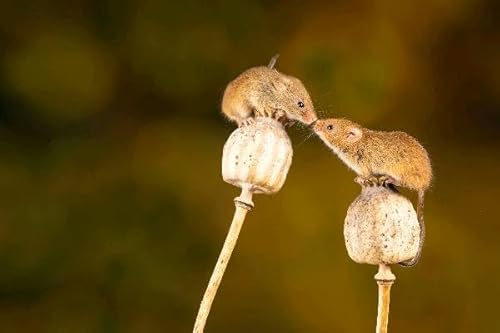 @SeekingPlumb | "Mice turned see-through…" (No mice were harmed in the recording of this Swell.) Podcast Por arte de portada
