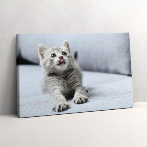 Murale d'art tableau photo sur toile petit chaton pour une ambiance zen
