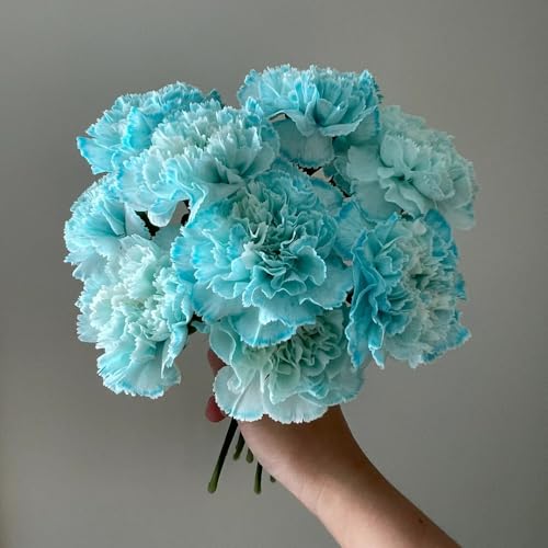 semi di garofano - perenni del giardino resistenti tappezzanti esotici 200pcs