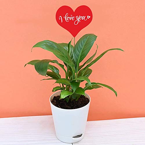 Vibrant Green Peace Lily Plant In White Plastic Pot With I Love You Tag |Congratulation |Anniversary|Birthday|Best Wishes |Valentine |I love You (VB-ILU-C25)