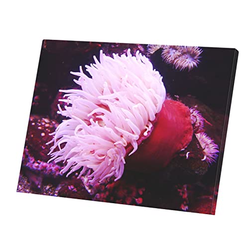 Anemone de mer rouge poster grand format pour salon ambiance vie sous marine