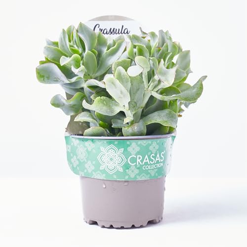 Verdecora Planta Xerófila en maceta Ø13cm | Planta Exterior Natural | Suculentas Resistentes | Ideal para Xerojardinería y Decoración | Bajo Consumo de Agua | Purificadora (Crassula Arborescens)