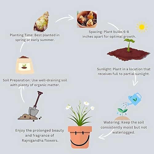 Tuberose (Rajanigandha) Flower Bulbs - Pink-White Colour, Multi Petal Variety, Medium Size, Pack of 5 Bulbs, Fragrant & Elegant Blooms for Garden, Indoor & Outdoor Planting