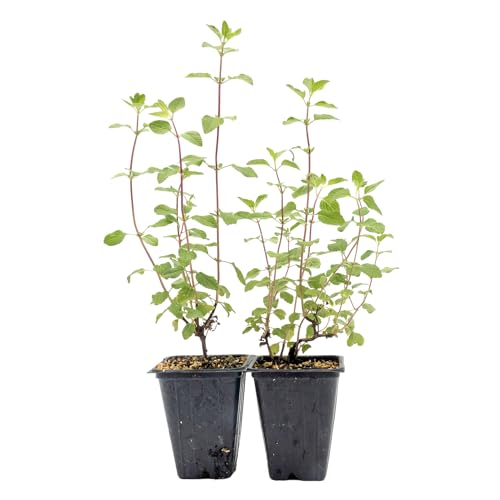 2 Hot Lips Sage in 3.5” Nursery Cubes (Salvia microphylla