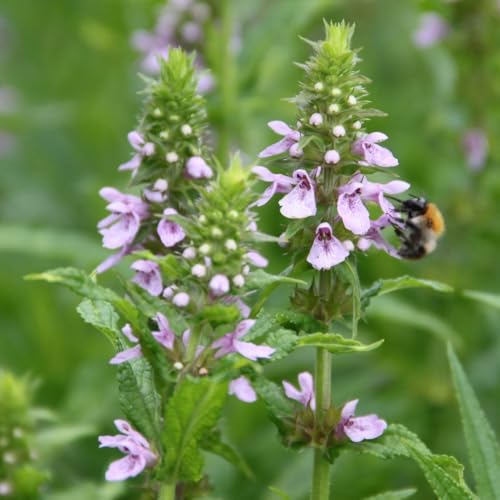 WASSERPFLANZEN WOLFF - Duo-Set Sumpf-Ziest/Stachys palustris | 2 Töpfe Sumpfstaude - QUALITÄTSSTAUDE durchwurzelt im 9x9cm Topf - Uferzone - winterharte heimische Wildpflanze