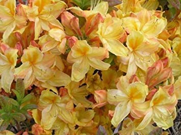 Rhododendron Knaphill Hybrids Leaf Azalea Seeds! : Seeds Only