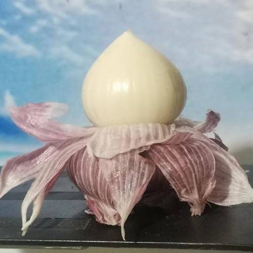 comprar semillas de ajo jardín resistentes raras, orgánicas, perennes, 100pcs