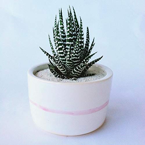Portal Cool 100Pcs Haworthia Fasciata Aloe Vera Bonsai Bonsai Mini Bonsai Lithop flower seed Pot - Afbeelding 3