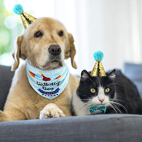 Minishark, bandana per il compleanno del cane