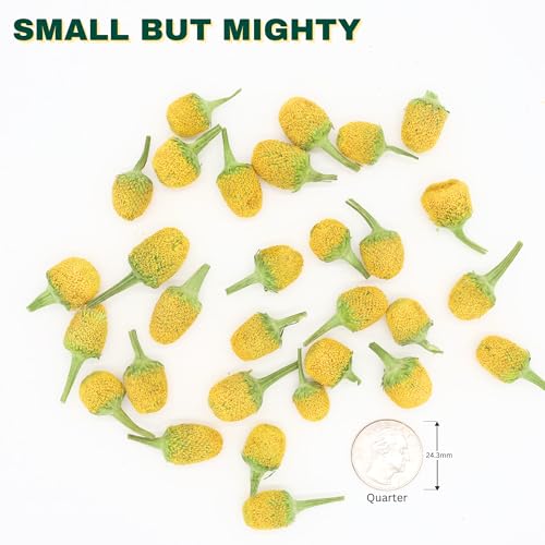 Buzz Buttons Edible Flowers For Cocktails | Grown In USA | Spilanthes | Freeze Dried Edible Flowers for Drinks | Szechuan Buttons | Edible Dried Flowers For Drink Garnish | .2oz Pouch