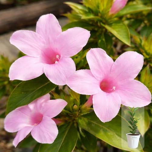 Image of Indian Gardens - Light Pink Colour Barleria cristata /Decemeber flower plant with 6 inch White Pot