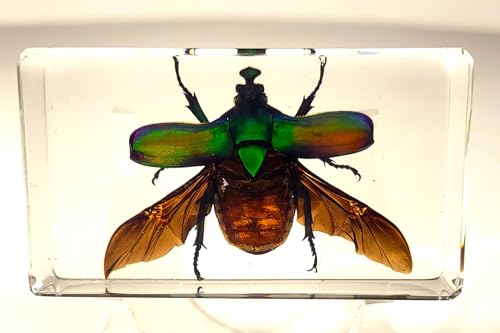 Image of 73mm Large Real Unicorn Green Chafer Beetle w /Open Wings in Crystal Clear Lucite Resin Crafts Specimen Preserved Insect Bug Taxidermy Collection for Biology Science Education & Desk Ornament Display