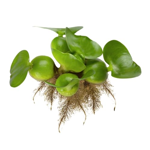 Chalily Water Hyacinth Floating Pond Plants Live Aquatic Plant Great for Koi Ponds Flowering and...
