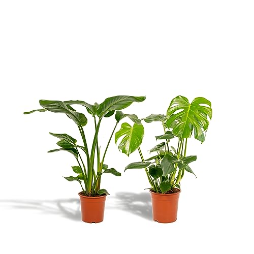 La Green Touch Duo Strelitzia Nicolai et Monstera - Planta de interior (19 cm, altura 80 cm)