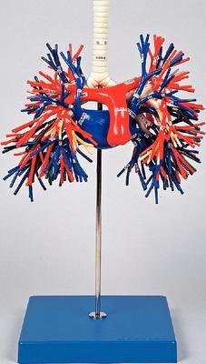 A48-1 - Bronchus and Blood Vessels - Bronchus and Blood Vessels Premium Model - Each