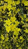 jasmin d'hiver en pot Jasminum nudiflorum / Jasmin d'hiver Le jasminum nudiflorum est une plante grimpante (2.5m x 2.5m) caduc à la remarquable floraison hivernale jaune. De décembre à mars, il portera une généreuse floraison de fleurs à corolles tubulaires jaune vif.
