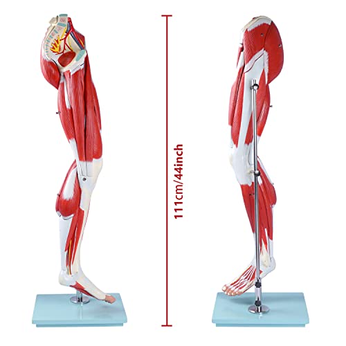 Image of breesky Human Anatomy Model Leg Muscle Model 13 Parts Life Size Leg Model Muscle Model Details Muscles, Arteries & Veins for Study Display Teaching Medical Model