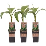 Bananier du Japon Musa Basjoo – Plante tropicale rustique à feuillage persistant, floraison estivale, idéale pour jardin extérieur, livré en pot