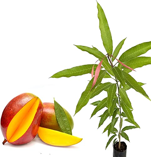 Mango | Árbol Frutal | DECOALIVE | Planta ±100cm de Altura | Mangifera Indica