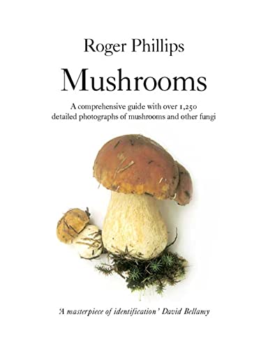 Mushrooms view 2