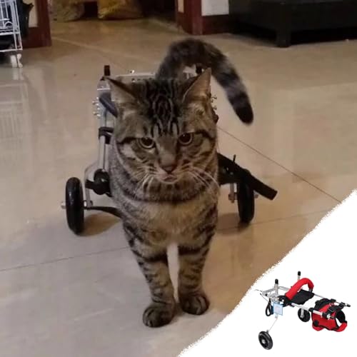 Silla de ruedas para perros y gatos con parálisis: solución a la inmovilidad 2