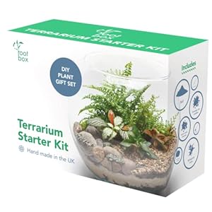 [CLEARANCE] RootBox™ Large Plant Terrarium Kit in scented giftbox | For Succulents, Bonsai, Fittonia, Cactus | Unique…