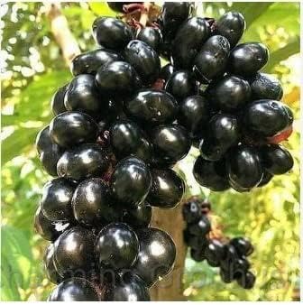 Charming Gronhus Jamun 1"Black Jamun hybrid - 1 Healthy Live Super Yielding Early Fruting Rajendra Jamun 1 Jamun Fruit Plant With Black Plastic Pot (B0CQN2VD32) Amazon Price History, Amazon Price Tracker
