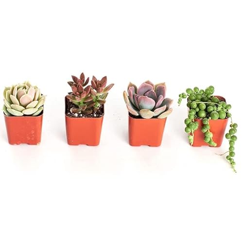 Surtido de 4 Mini Suculentas Plantas Crasas Naturales de Interior o Exterior