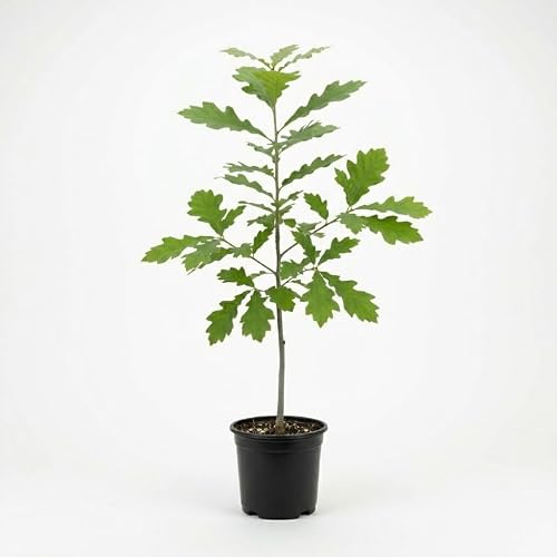 White Oak Tree Live Plant, Quercus Alba in Quart Pot, 6-12 Inch Tall Seedling, Fast Growing Deciduous Shade Tree