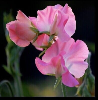 Buy4seeds 40 Seeds Sweet Pea Mammoth Rose Pink Useful for Garden and Outdoor
