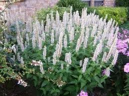 Más de 50 semillas de flores aromáticas de limón de hisopo Agastache blanco puro, perennes