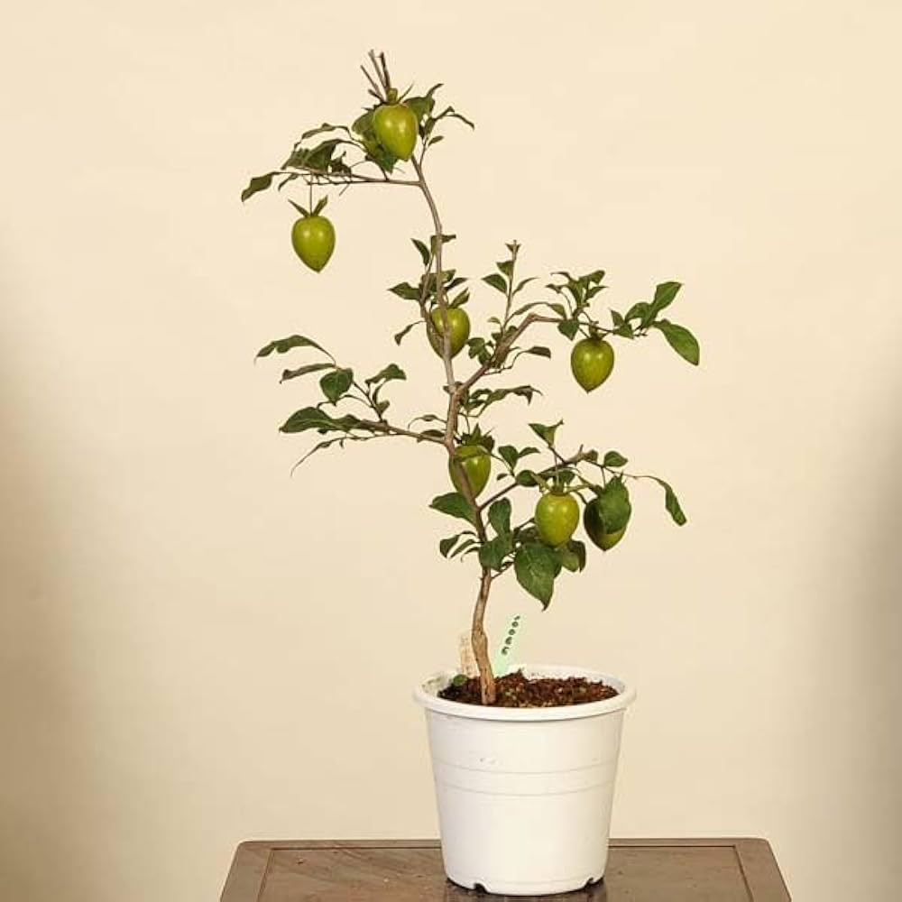 Amazon.co.jp: 遊恵盆栽:老爺柿(紅富士) 現品*老鴉(ろうあ柿)ろうや Amazon.co.jp: 遊恵盆栽:老爺柿(紅富士) 現品*老鴉(ろうあ柿)ろうや