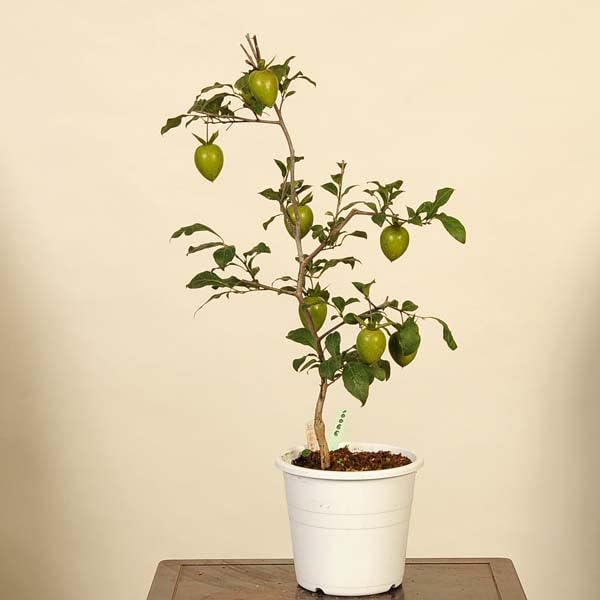 Amazon.co.jp: 遊恵盆栽：老爺柿(紅富士) 現品*老鴉(ろうあ柿)ろうや