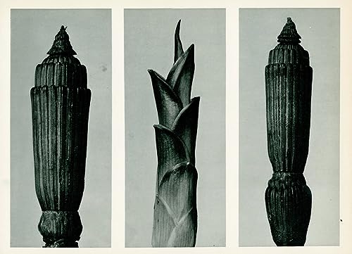 Impression d'art Karl Blossfeldt d'une Toile Décoration Murale de Haute Qualité 60x90