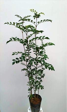 Amazon | シマトネリコ 株立ち 140 常緑樹 | 植木