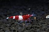 SoShrimp Wine Red Panda Shrimp - Live Freshwater Aquarium Shrimp - 1/4 to 1/2 inch Long (5 Shrimp)