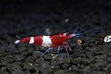 SoShrimp Wine Red Panda Shrimp - Live Freshwater Aquarium Shrimp - 1/4 to 1/2 inch Long (10 Shrimp)