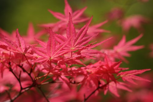 Shindeshojo Japanese Maple - Acer Palmatum 'Shindeshojo' - 3 Year Old Live Plant #TOP2