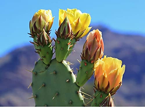 Green Prickly Pear Cactus Seeds For Planting 15 Seeds #TOP21