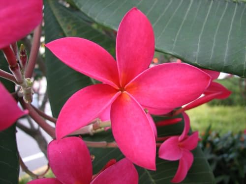 Image of Champa Plumeria Pink Live Plant | Frangipani Pink Flower Plant with Pot | Live Ornamental Flowering Plant for Home Garden Balcony Terrace