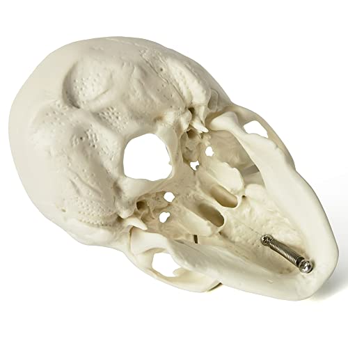 Image of NEW HORIZON Mini Human Skull Model, 6 Part Anatomical Skull is 3.5 inch Tall, with Removable Skull Cap and Moving Jaw, Includes Full Set of Teeth, (6set) Fun Halloween Decorations