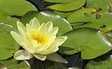 eine gelbblühende Zwergseerose für den Teich, Teichpflanzen, Wasserpflanzen