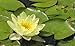 Produktbild eine gelbblühende Zwergseerose für den Teich, Teichpflanzen, Wasserpflanzen
