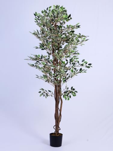 Image of ARICK DECOR 5.2Ft Artificial Variegated Ficus Tree - 160cm Tall Faux Lush White & Green Fig Tree with Braided Trunk in Pot - Realistic Floor Plant for Home, Office & Living Room