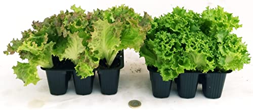 POWERS TO FLOWERS - LATTUGA BATAVIA CANASTA e ICEBERG, 12 PIANTE BIO, Piante vere