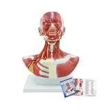 qzzXoq Head and Neck Chest Muscle Anatomical Model, Human Face Vascular Nerve Anatomy Model Muscular Facial Surgery with Manual for Medical Education and Training